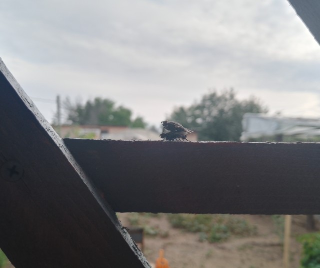 Из жизни насекомых..