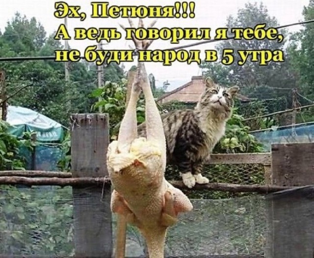 Так себе картинки 10.07.25