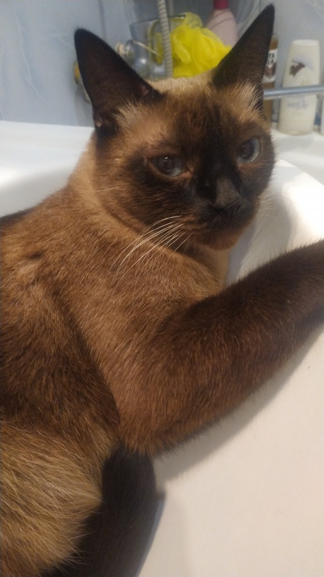 С котовторником!