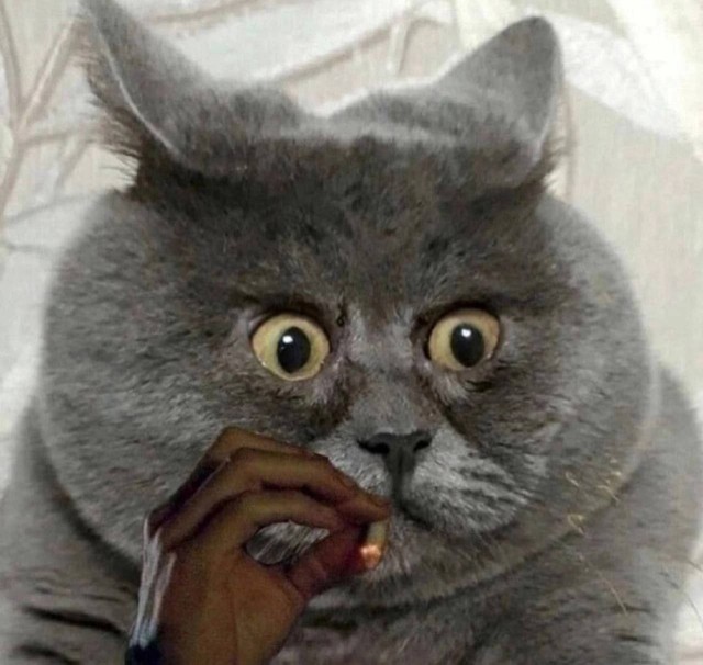 Китька
