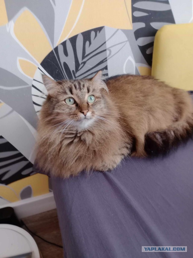 К котовторнику: подборка картинок-баянов с котиками и про котиков. Выпуск 20.