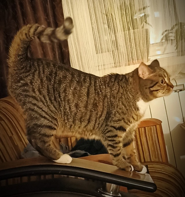 Кот к завершению котовторника