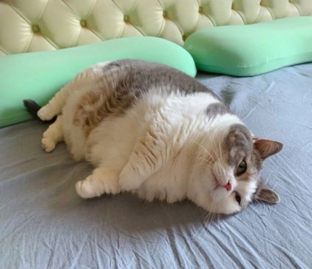 Кошкофторниг