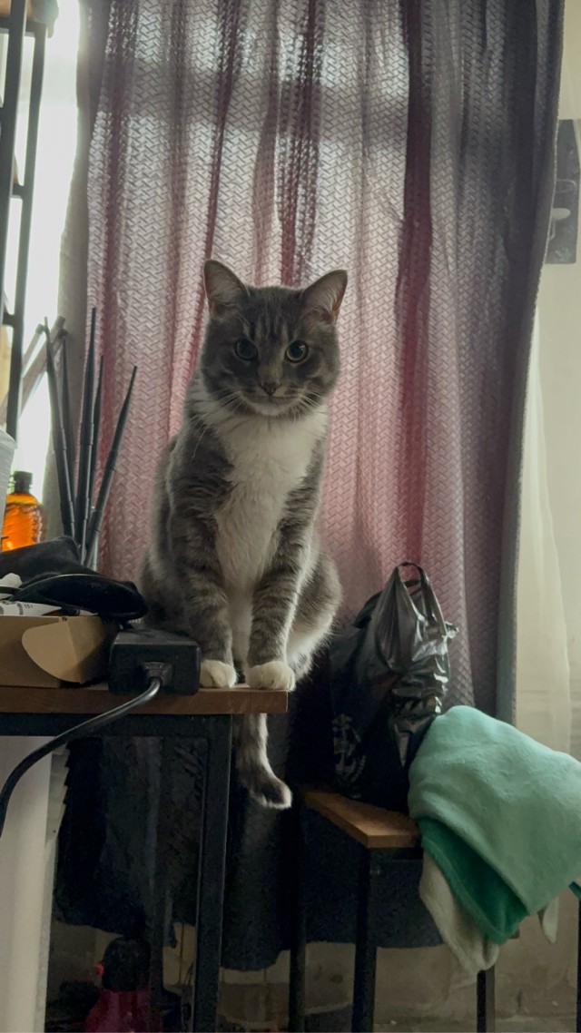 Кот Ричард и Кошка руна
