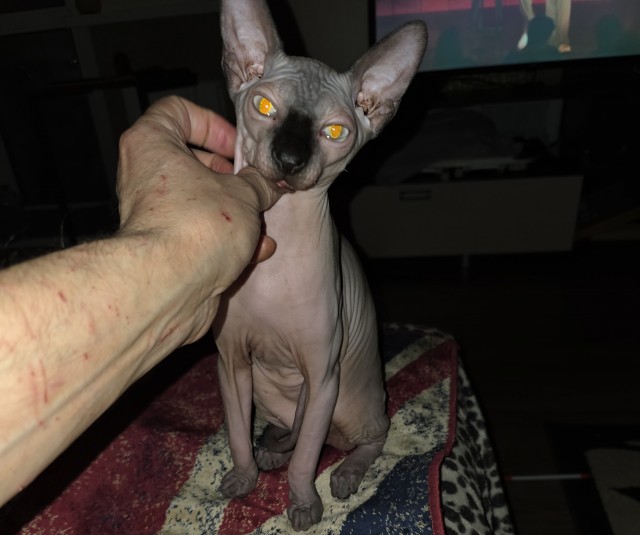 Всех причастных с котовторником!