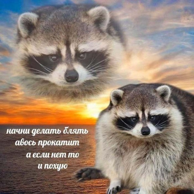 Картинки для деградации 156 (разной степени свежести)