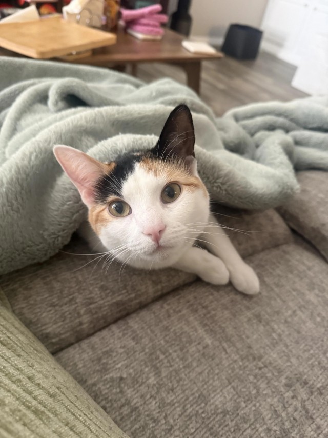 Рандомных фото котов тред