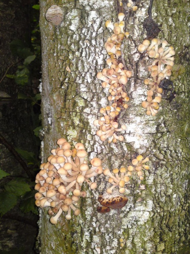 За грибами
