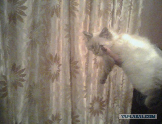 Котовторник 03.09.2013