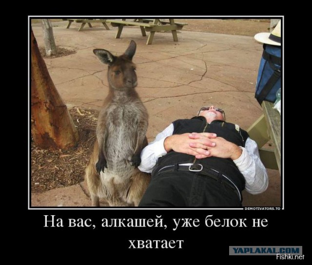 Кенгуру гуляет в лесу под Саратовом