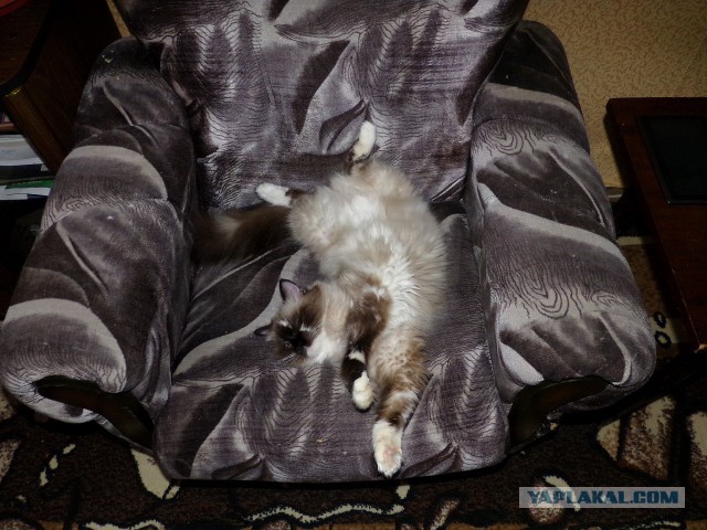 Котовторник 17.06.2014