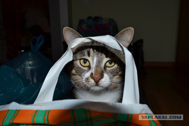 Котовторник 22.07.14