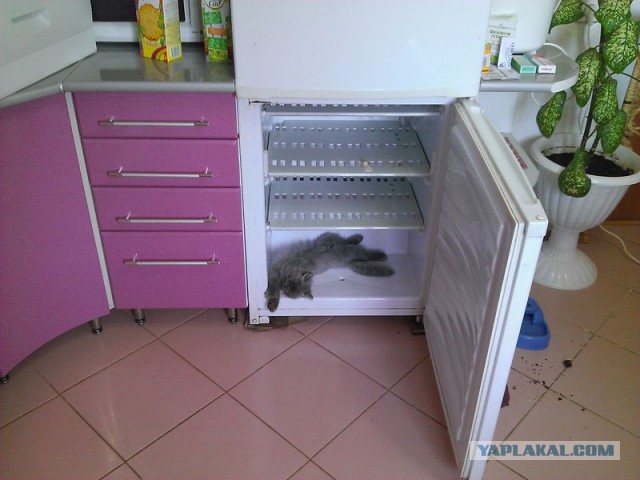 Котовторник 16.09.14
