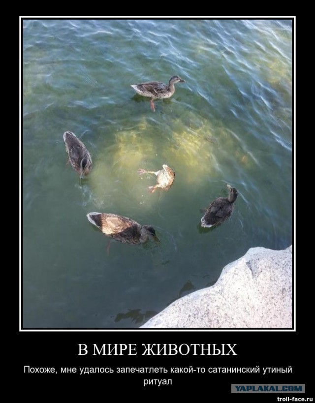 Картинки из интернетов