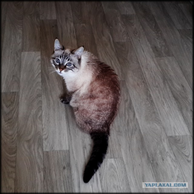 Котовторник 04.11.2014