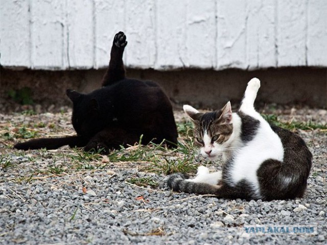 Котовторник 11.11.2014