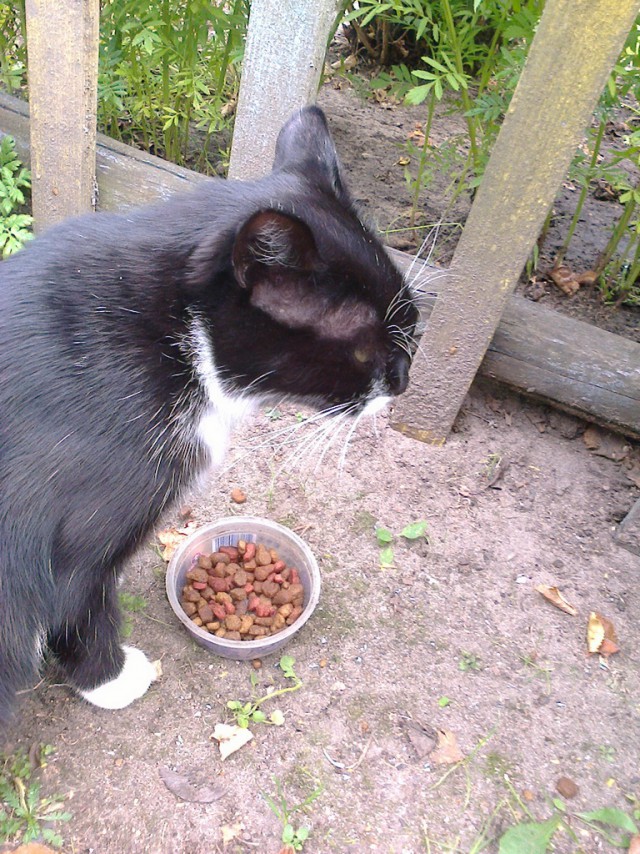 Котовторник 20.01.2015