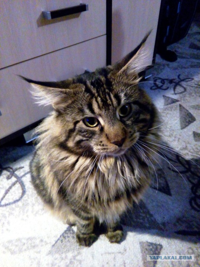 Котовторник  21.07.2015