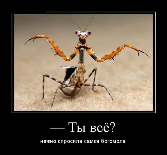 Картинки, надписи