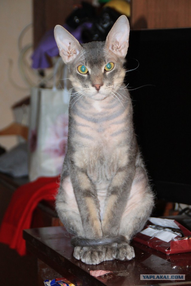 Домик для котейки