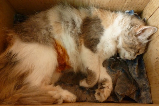 Пост невероятной кошачьей красоты. 25 фот.