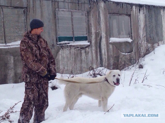 Как кормить алабая