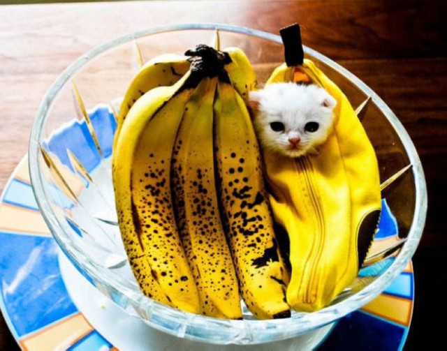 Когда решил сфотографировать кота