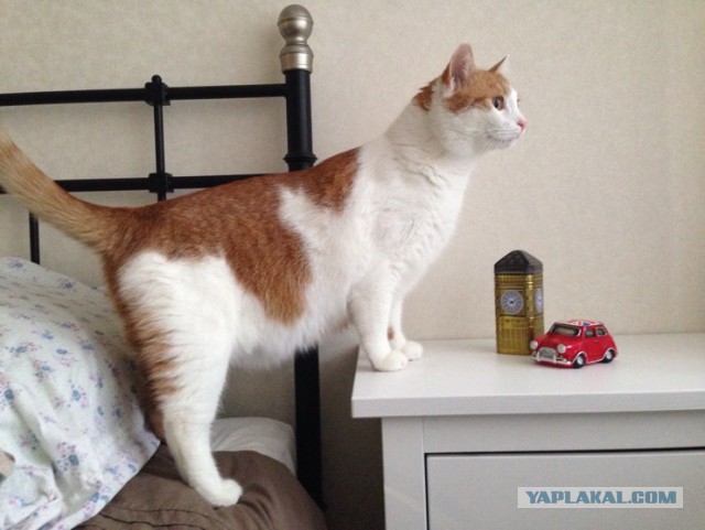Котовторник - начало