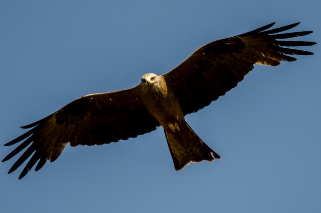 Каких птиц вы видите в городе?