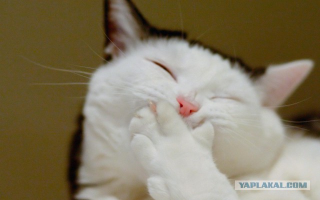 Разборка как-то сразу не задалась