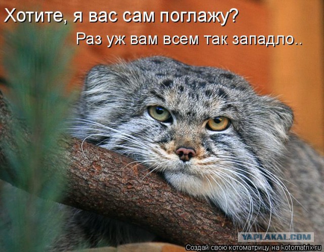 Как кошки захватили мир