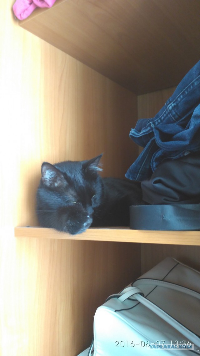 Котовторник 09.08.2016