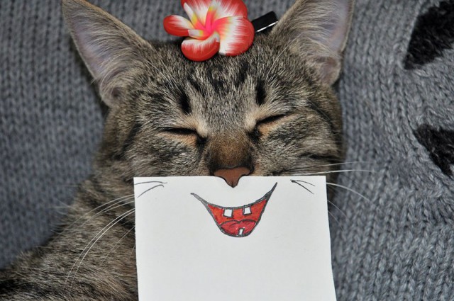 Коты из сети