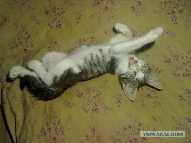 Зажигательный танец капоэйра