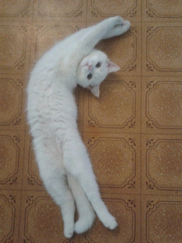 Коты и Кошки