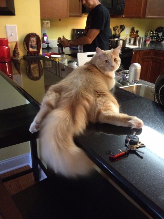 Коты и Кошки