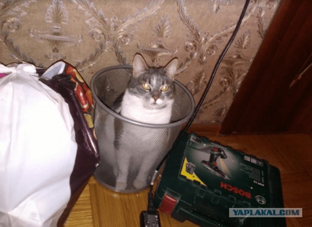 Котовторник 23/05/2017