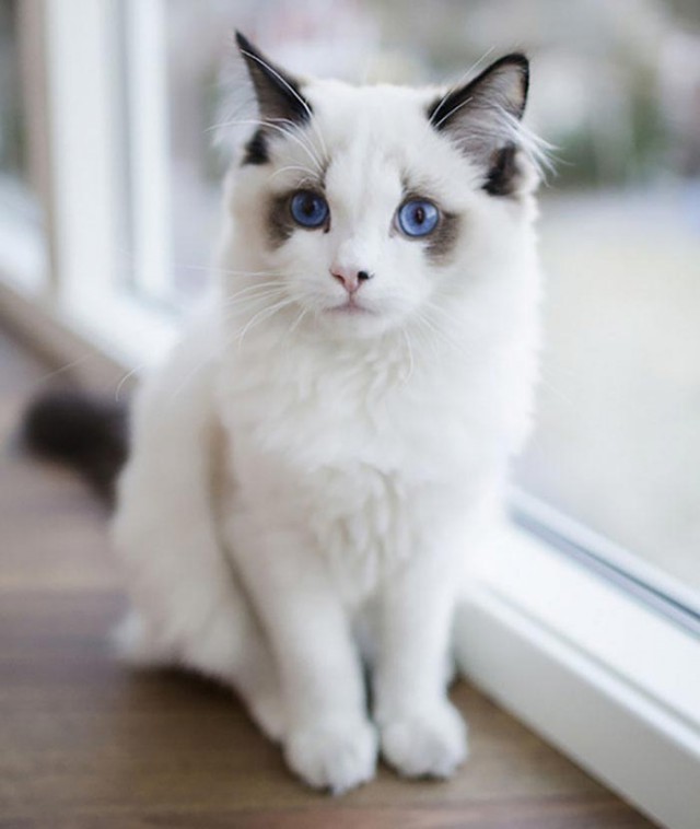 Коты и Кошки