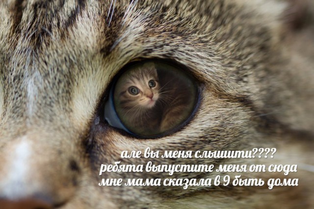 Картинок всяких