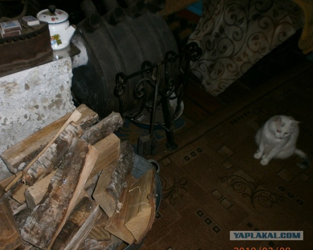 Котовторник 13.03.2018