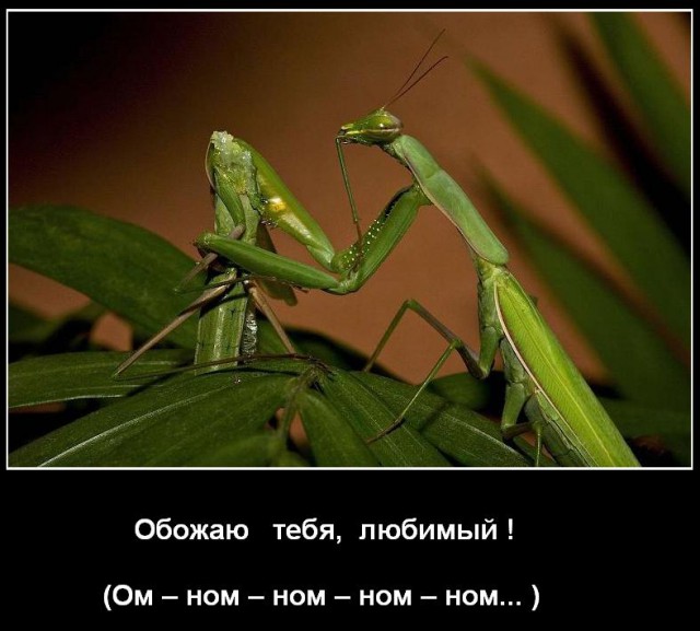 Сударыня желает познакомиться