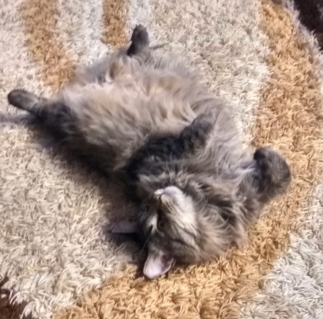 Котовторник 24.04.2018