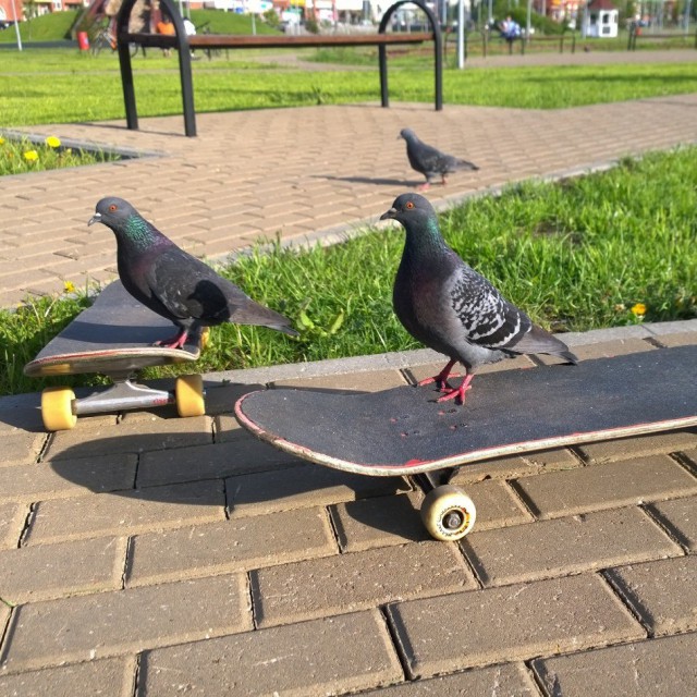 Живность из сети