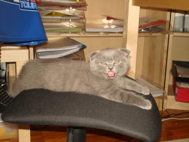 Котомет на вторник (15.04.2008)