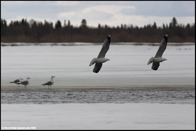 Городские птицы.