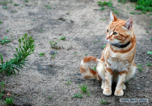 УРРААА ! Котовторник на ЯПлакалъ !