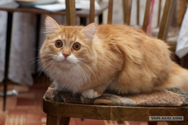 Котовторник на ЯПлакалъ