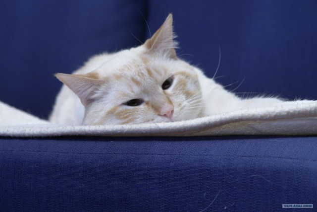 Котовторник на ЯПлакалъ: Кото и кто-то!