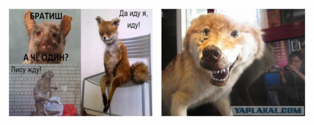 Прикольные картинки.