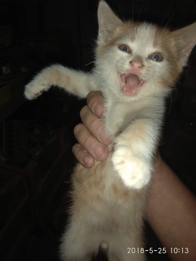 Котовторник 07.08.2018